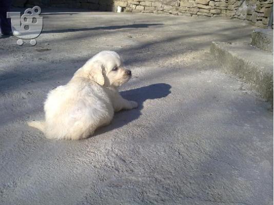 PoulaTo: Γκολντεν Ριτριβερ-380 euro